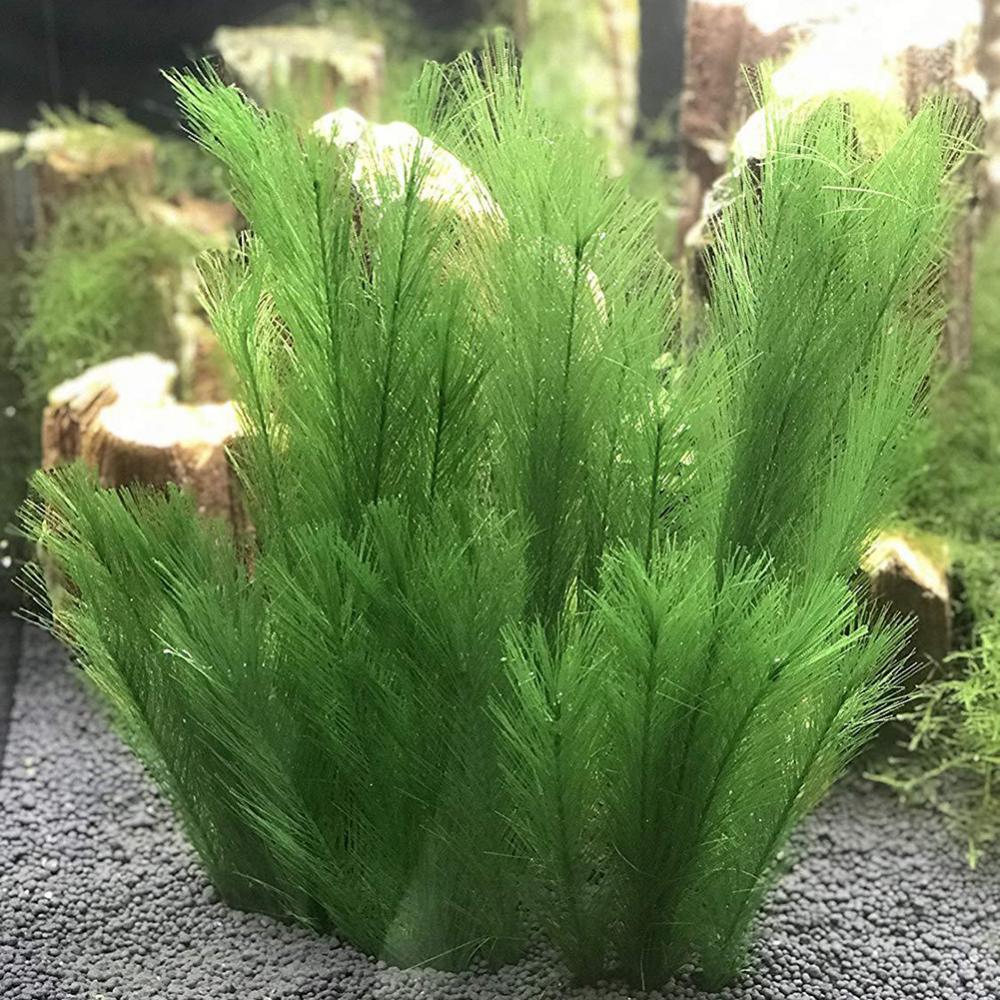 Aquarium Plant Live - 1/3Pcs 28/40 ซม.Aquarium Fish Tank หญ้าน้ําประดิษฐ์น้ําพืชภูมิทัศน์ตกแต่งใต้น้ําพืชน้ําวัชพืชเครื่องประดับ