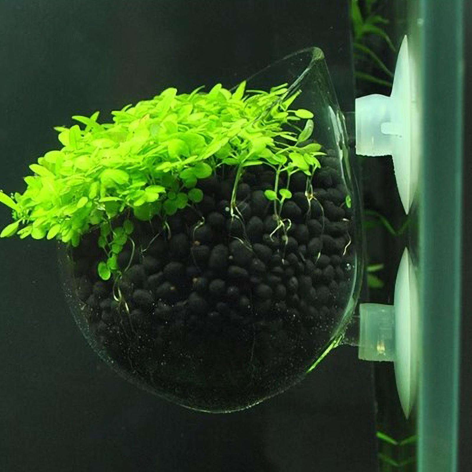 Aquarium Plant Live - ที่วางต้นไม้ในตู้ปลา กระถางแก้วสำหรับปลูกพืชน้ำ พร้อมจุกดูดสุญญากาศ สำหรับปลูกพืชสดในตู้ปลา ที่วางต้นไม้ในตู้ปลา ของตกแต่งตู้ปลา