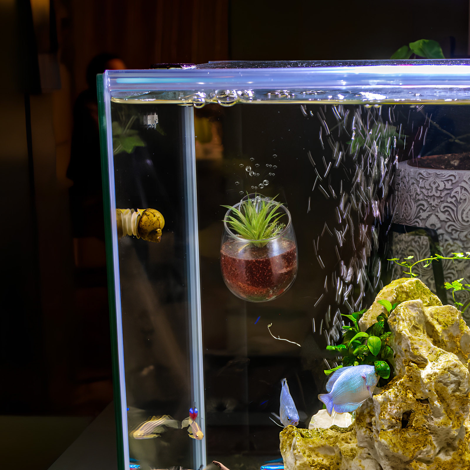Aquarium Planted Wall - 2 ชิ้น ที่ปลูกต้นไม้ในตู้ปลา แก้วใสสำหรับปลูกพืชน้ำ พร้อมกาวติดผนัง อุปกรณ์ตกแต่งตู้ปลาสำหรับสวนใต้น้ำ