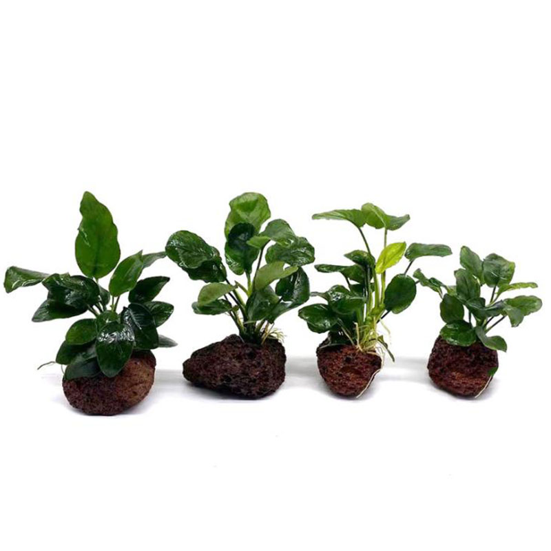 Volcanic Aquarium ตกแต่งปลาถัง - Aquarium Plant Live บทวิจารณ์และราคา