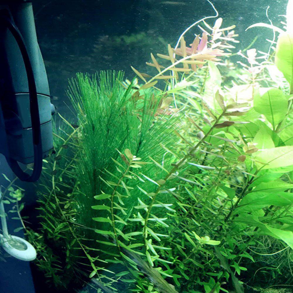 1/3Pcs 28/40 ซม.Aquarium Fish  - Aquarium Plant Live บทวิจารณ์และราคา