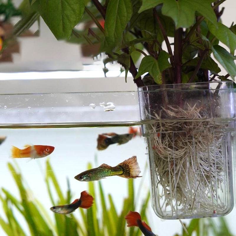 ถ้วยปลูกพืชไฮโดรโพนิกแบบติดผนั - Aquarium Planted Wall บทวิจารณ์และราคา
