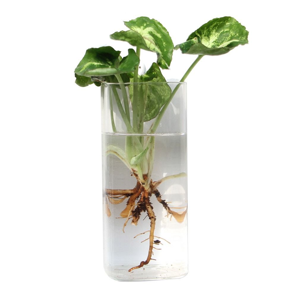 แจกันแขวนผนังทรงกรวย ตู้ปลาใส  - Aquarium Planted Wall บทวิจารณ์และราคา