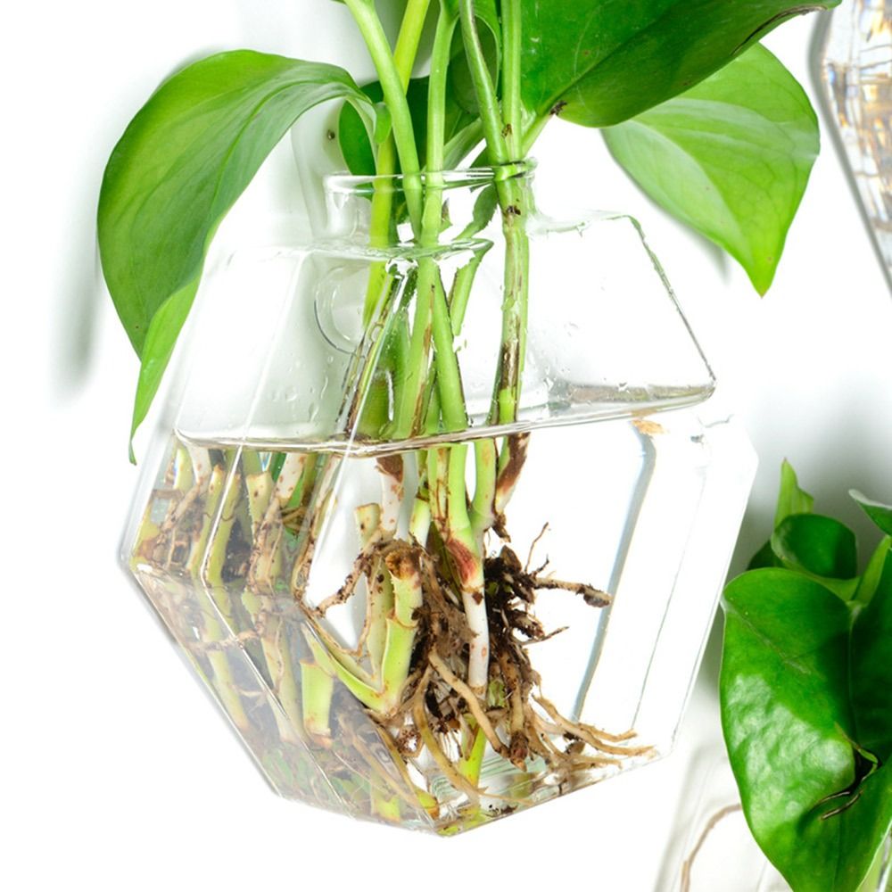 กรวยรูปร่างแขวนผนังแจกันพืช Hy - Aquarium Planted Wall บทวิจารณ์และราคา
