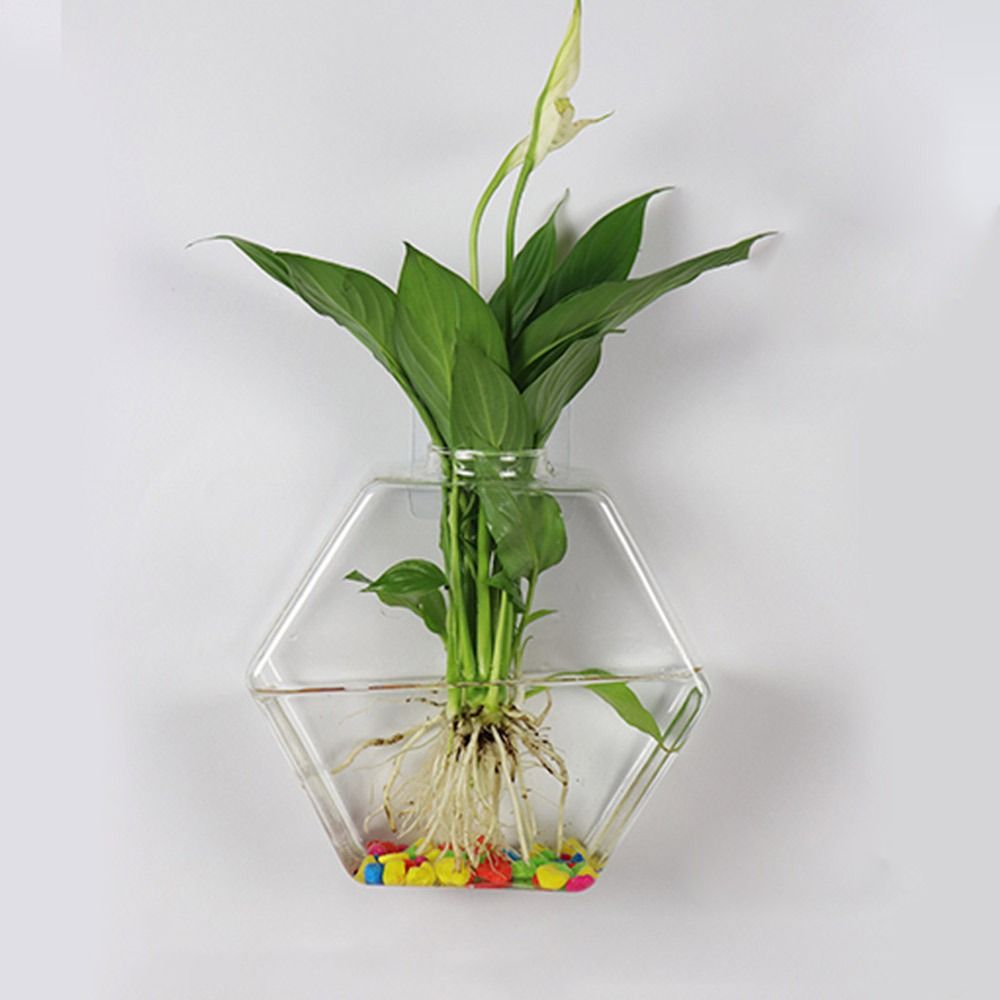 กรวยรูปร่างแขวนผนังแจกันพืช Hy - Aquarium Planted Wall บทวิจารณ์และราคา
