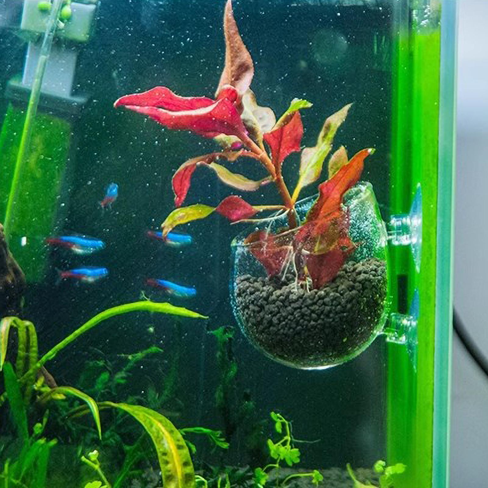 ที่วางต้นไม้ในตู้ปลา กระถางแก้ - Aquarium Plant Live บทวิจารณ์และราคา