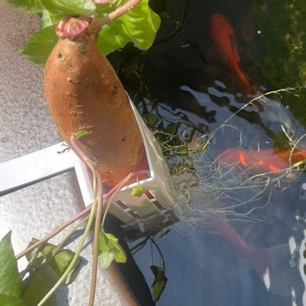 กระถางปลูกต้นไม้แบบแขวนผนังสำห - Aquarium Planted Wall บทวิจารณ์และราคา