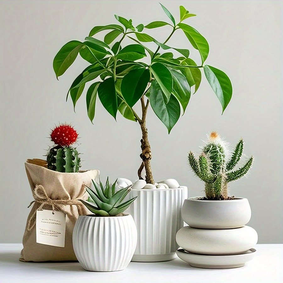 หินกรวดขัดเงาสีขาวธรรมชาติ ขนา - Aquarium Planted บทวิจารณ์และราคา