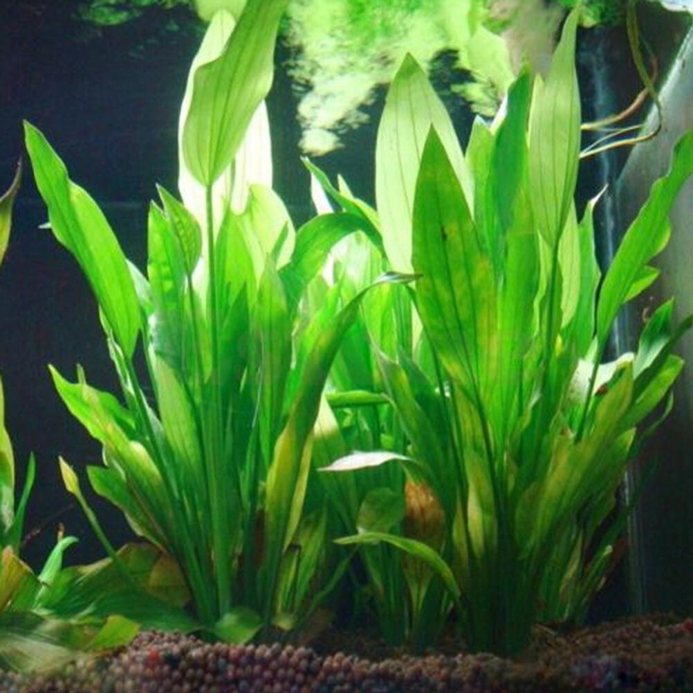 15 ซม.ประดิษฐ์ Aquarium Decor  - Aquarium Plant Live บทวิจารณ์และราคา