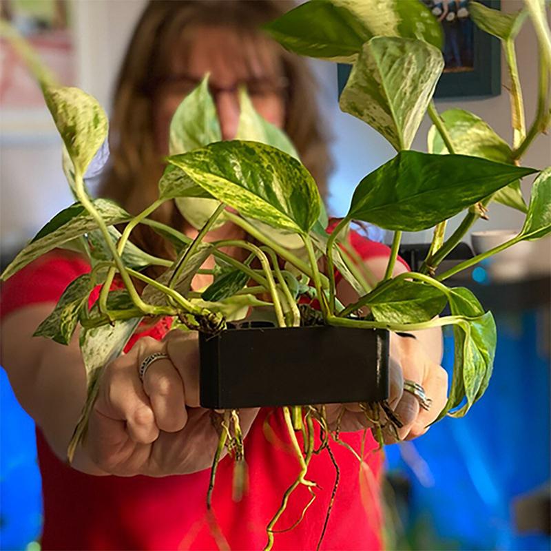 ตะกร้ารองรับต้นไม้ในตู้ปลา 1 2 - Aquarium Planted Setup บทวิจารณ์และราคา