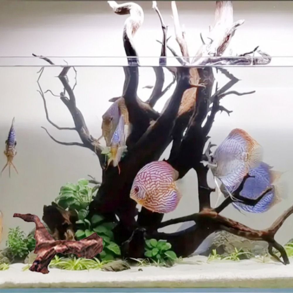 ไม้ปะการังรูปทรงแปลกตา ไม้ธรรม - Aquarium Plant Design บทวิจารณ์และราคา