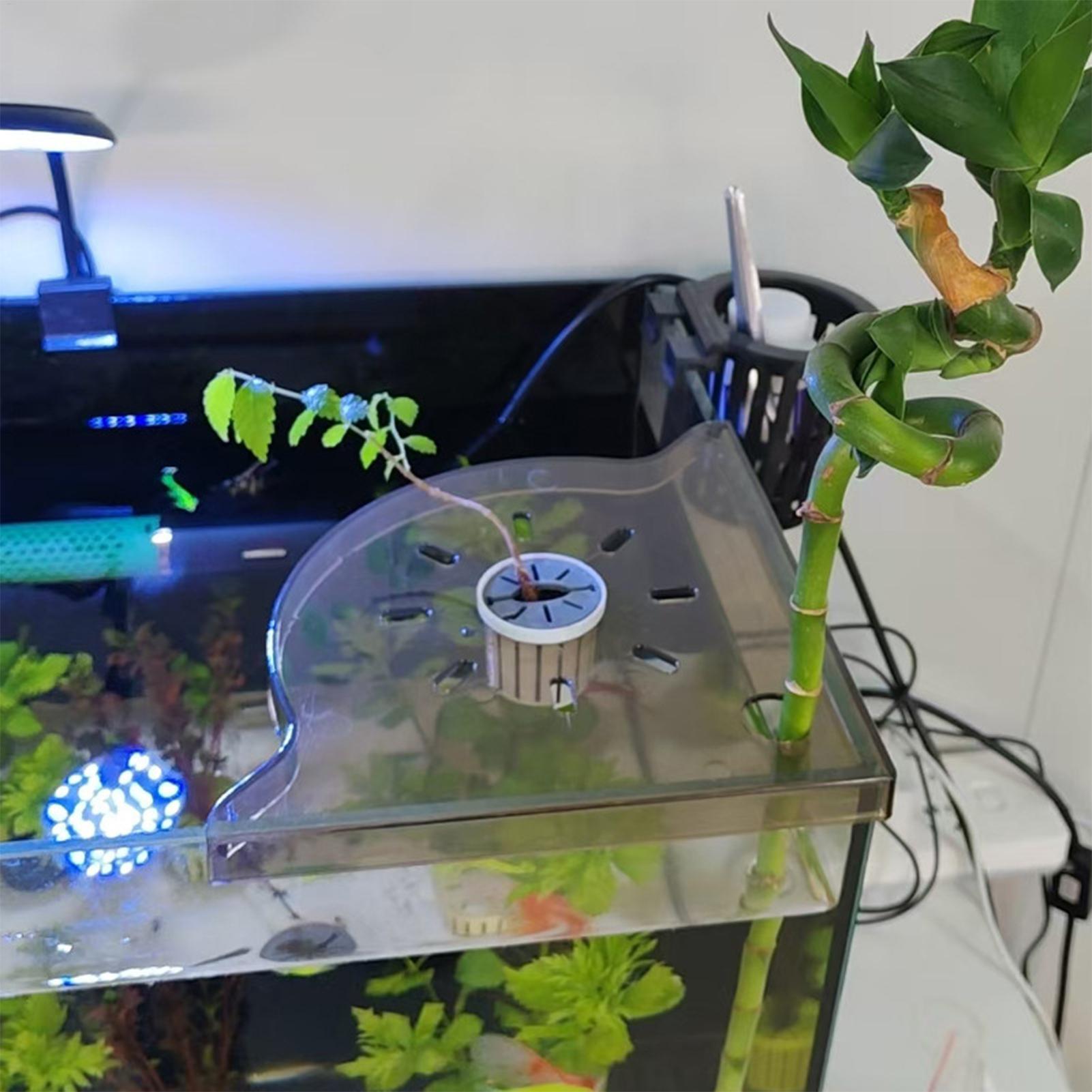 ชั้นวางของมุมตู้ปลาแบบสามเหลี่ - Aquarium Plant Holder บทวิจารณ์และราคา