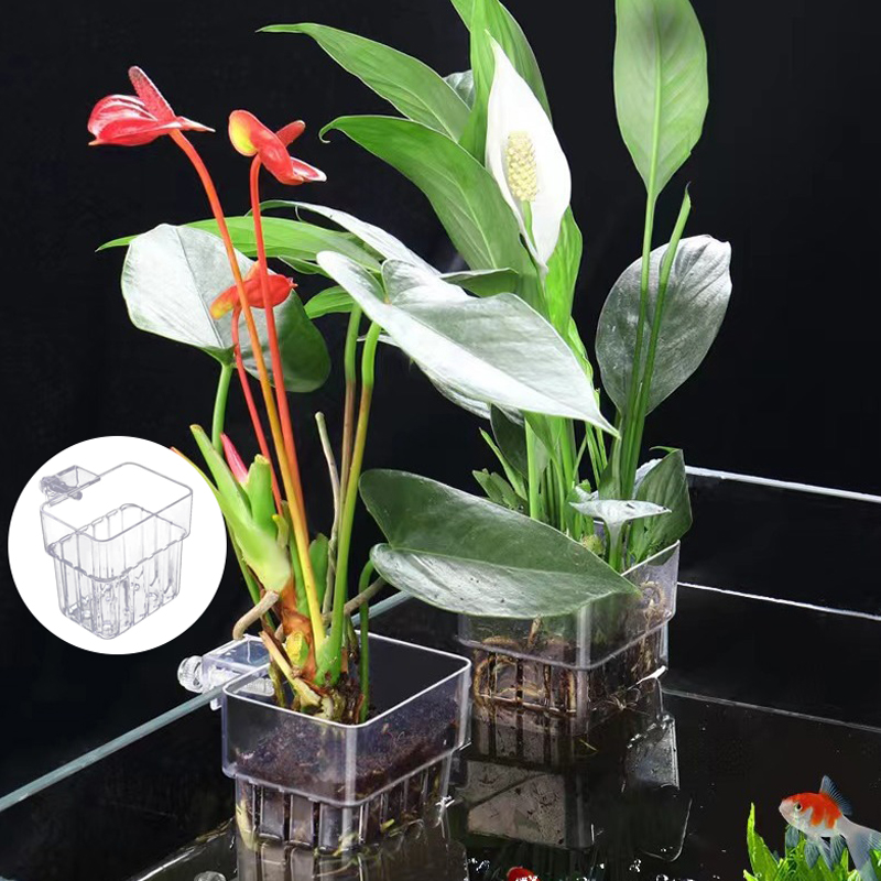ถ้วยปลูกหญ้าน้ำพิพิธภัณฑ์สัตว์ - Aquarium Planted Fish บทวิจารณ์และราคา