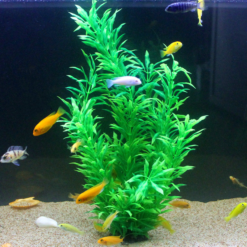 50 ซม.ถังปลาประดิษฐ์พืชหายากAq - Aquarium Planted Fish บทวิจารณ์และราคา