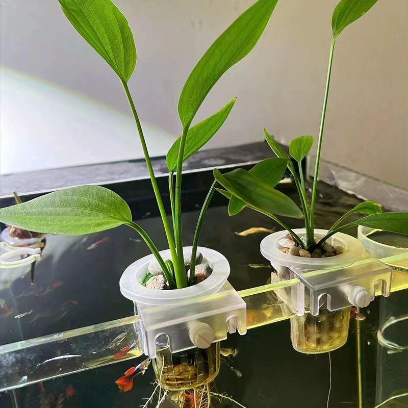 ตะกร้าปลูกตู้ปลาแบบไฮโดรโปนิกส - Aquarium Planted Wall บทวิจารณ์และราคา