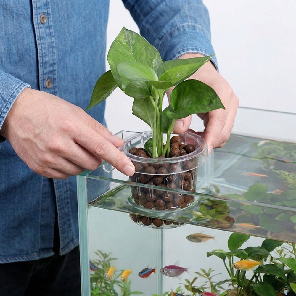 กระถางปลูกต้นไม้ในตู้ปลาแบบใส  - Aquarium Planted Wall บทวิจารณ์และราคา